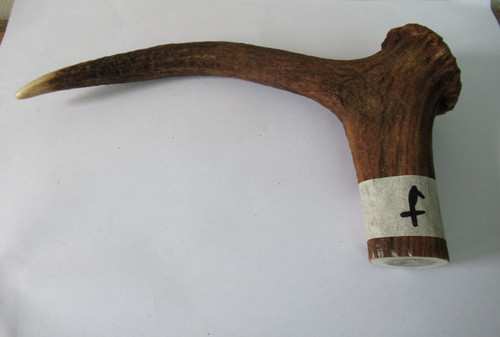 Red deer stag antler - stag, coronet