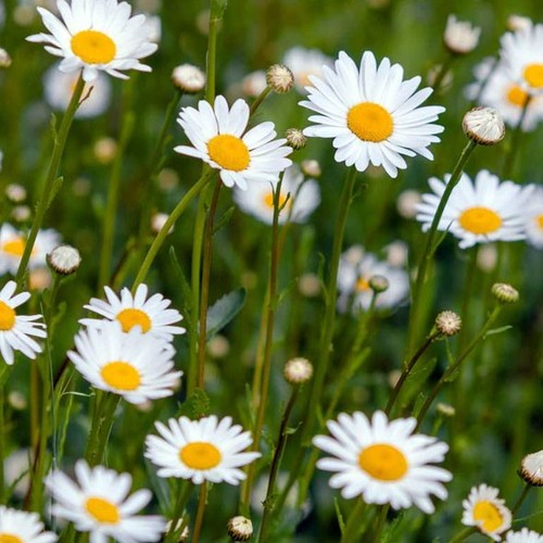 Wildflower eye daisy - 5, ox-eye