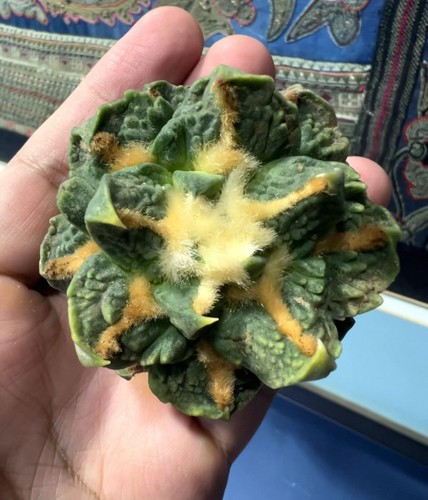 Live house plant ariocarpus - live,