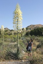 Yucca whipplei our - whipplei,
