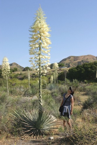 Yucca whipplei our - yucca,