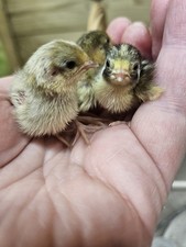 24 Cpq Quail Eggs Button Quail Chinese Painted Mixed