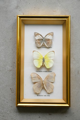Vintage framed butterflies - vintage,