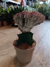 Euphorbia Lactea 'Cristata'