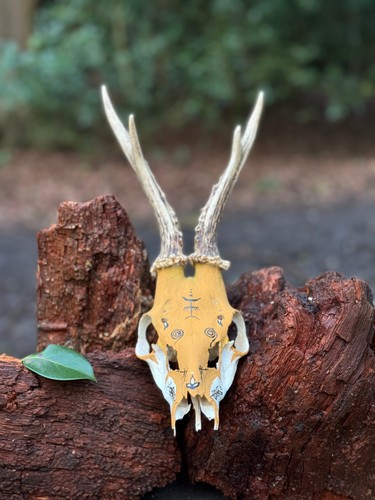 Handcrafted roe deer skull - roe,