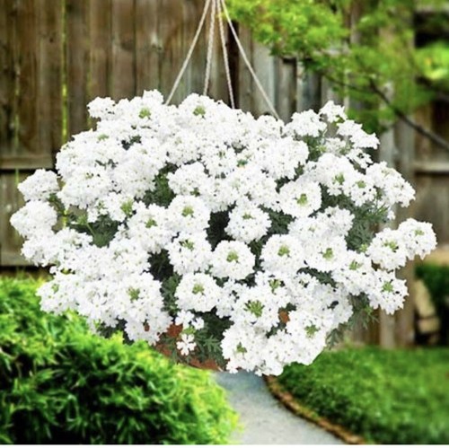 Verbena white hybrida - white,