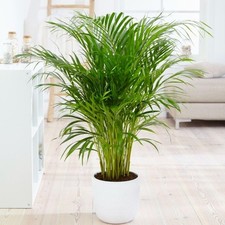 Live Bamboo Palm (Dypsis lutescens) - Elegant Indoor Palm, Pet-Friendly - 9cm