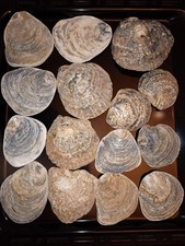 1.3 kg of Sea Worn Natural