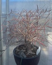 Rare Cyphostemma mappia WYSIWYG Boutique Caudex SeedingGrowth