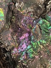 HUGE 20LB Rare PEACOCK