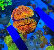 Rainbow Acan Lord High End Coral Frag
