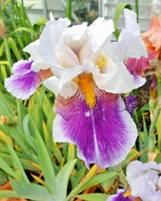 IRIS GERMANICA  -  RINGO -