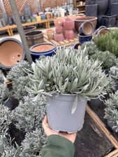 Large Lavandula Plant – XL 3
