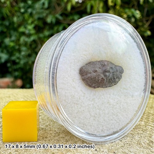 Gault clay crab fossil - gault,