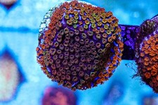 Rainbow Monti coral marine Frag salt carbon not Mushroom Zoa Jelly Bean Soft