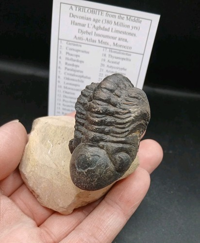 Fossil trilobite reedops - trilobite,