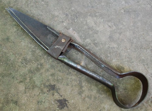Vintage sheep shears - sheep, shears,