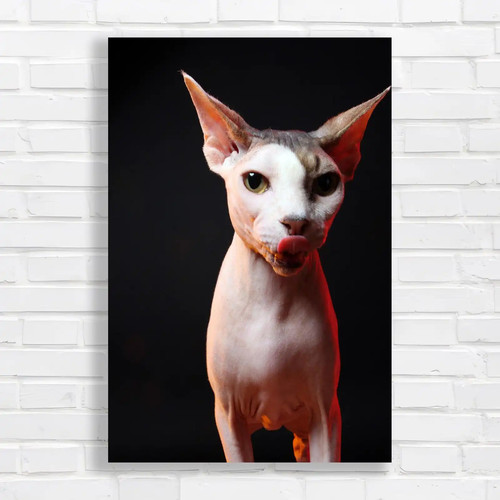 Sphynx cat gaze - cat,