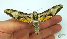 Protambulyx Goeldi Hawk Moth
