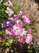 Shrub Rose Plant  'Ballerina'