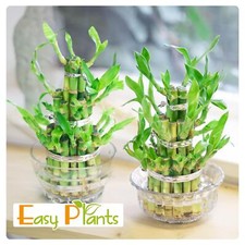 Lucky Bamboo Ribbon Plant 3
