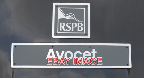 Photo avocet plate - ,