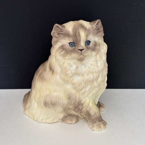 Munro tan himalayan - cat, blue