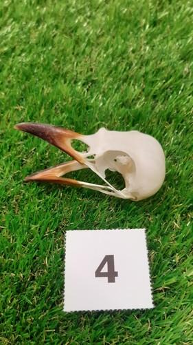 British magpie skull - magpie,