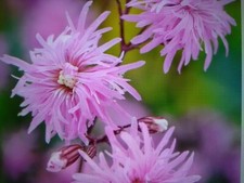 Lychnis flos caclui ragged - lychnis, (ragged
