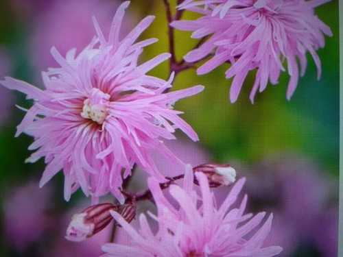 Lychnis flos caclui - 3, (ragged