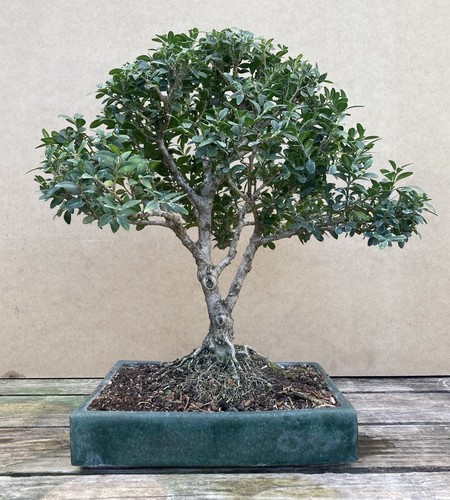 Common buxus boxwood - boxwood, bonsai