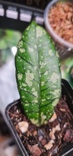 Hoya Gunung Gading Ghost Rare