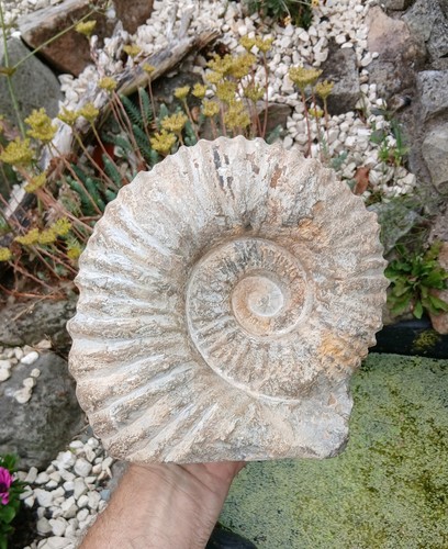 Large fossil ammonite 1kg - x,