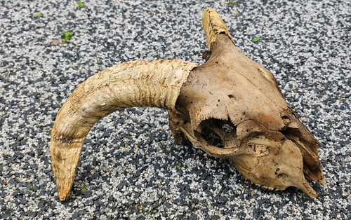 Sheep skull taxidermy - sheep, art