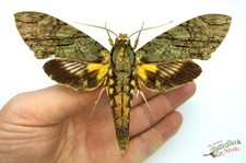 Cocytius lucifer Hawk Moth SET