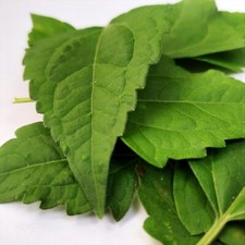 100g Dried Calea Zacatechichi Plant Mexican Dream Herb Organic Natural Ceylon