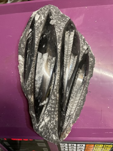 Orthoceras plaque fossil - orthoceras,