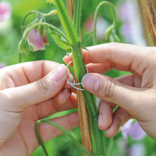 Sweet pea support - support, rings