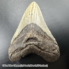 Authentic carcharodon