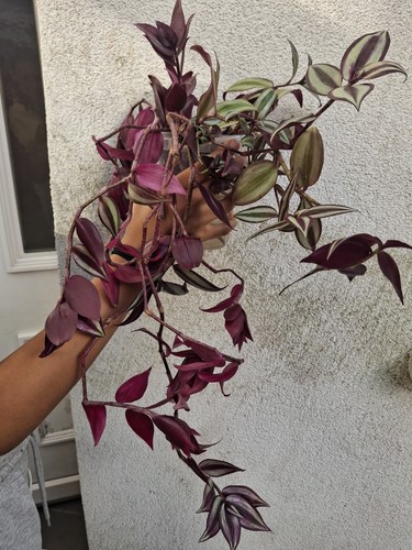 Bunch trailing tradescantia - bunch,