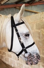 WEB COMBINATION ENDURANCE BRIDLE converts to headcollar webbing, pony cob full