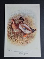 Antique 1910 print - Mallard