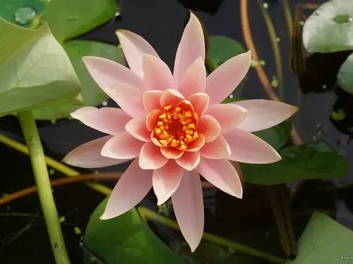 Nymphaea rose arey - "rose, water