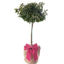 Azalea Bicolour Evergreen Rare Garden Flowering Patio Tree for Mum Mothers Day