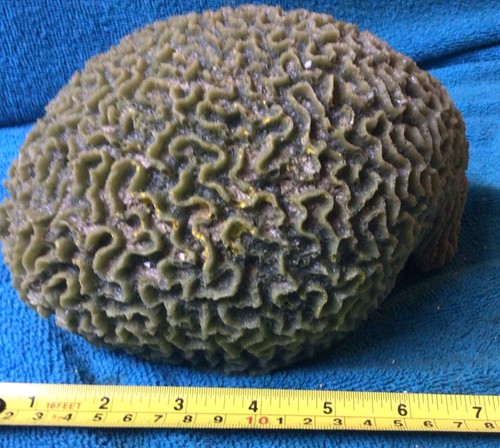 Artificial resin coral - artificial,