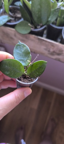 Hoya chouke small plant rooted - chouke,