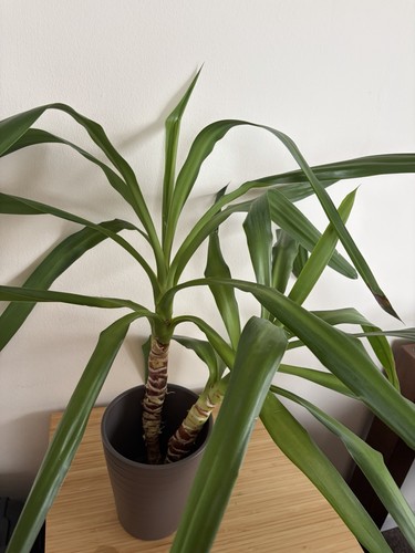 Yucca plant baby - yucca,