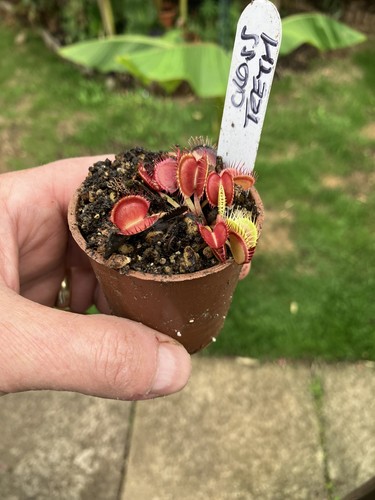 Venus fly trap - venus, dionaea