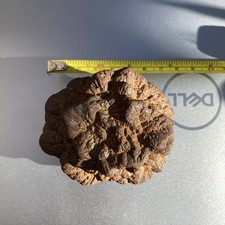 Iron pyrite nodule - pyrite,