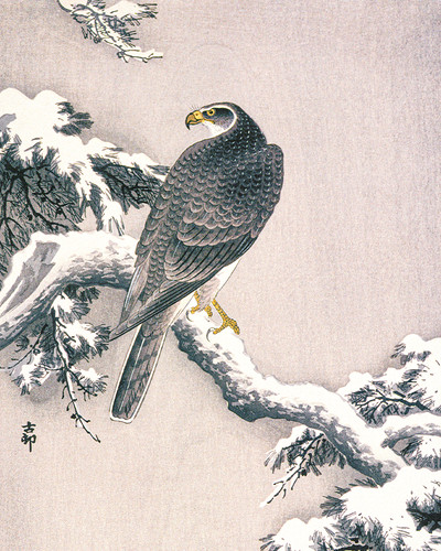 Goshawk snow covered - on, snow-covered
